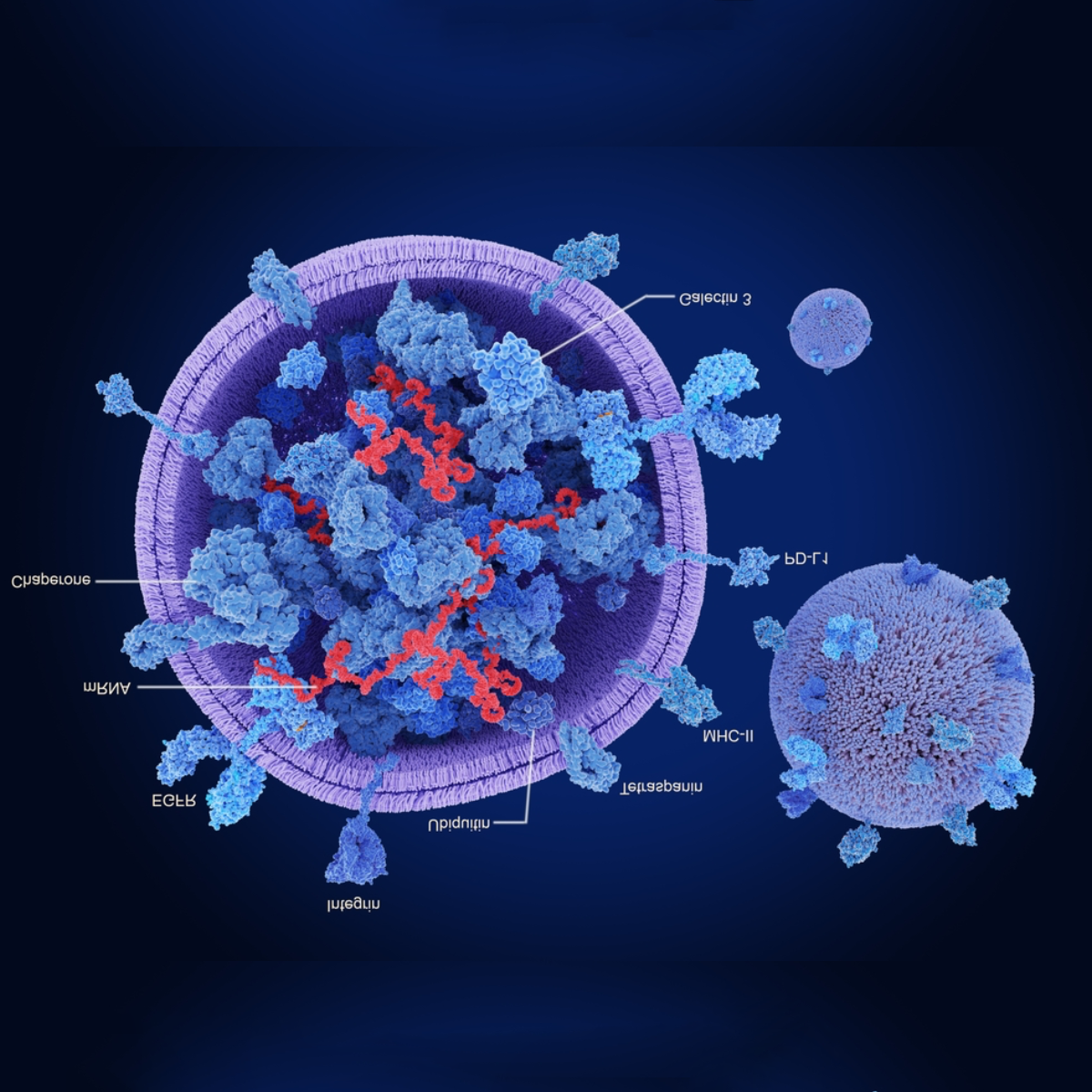 Exosomes Example What are Exosomes? – JuveXO